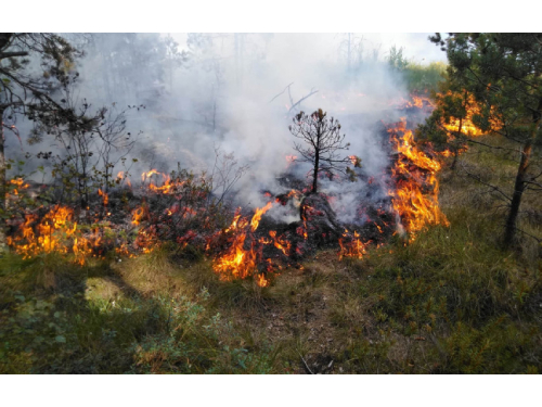 Pavasariniams gaisrams užkardyti – prevenciniai miškininkų reidai