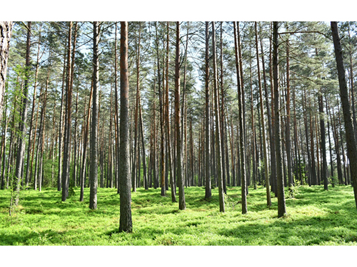 Patvirtinta Valstybinių miškų urėdijos strategija iki 2027 m.: aiški nuoseklaus vystymosi kryptis